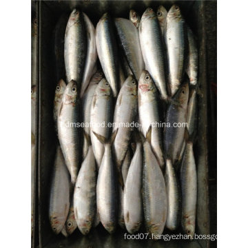 W/R Small Specification Fresh Frozen Sardine Fish